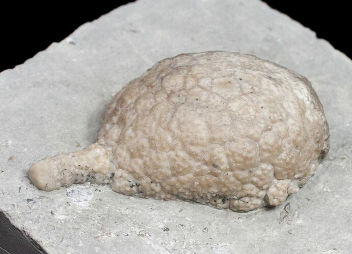 Huge, D Cystoid (Holocystites) From Indiana #11463